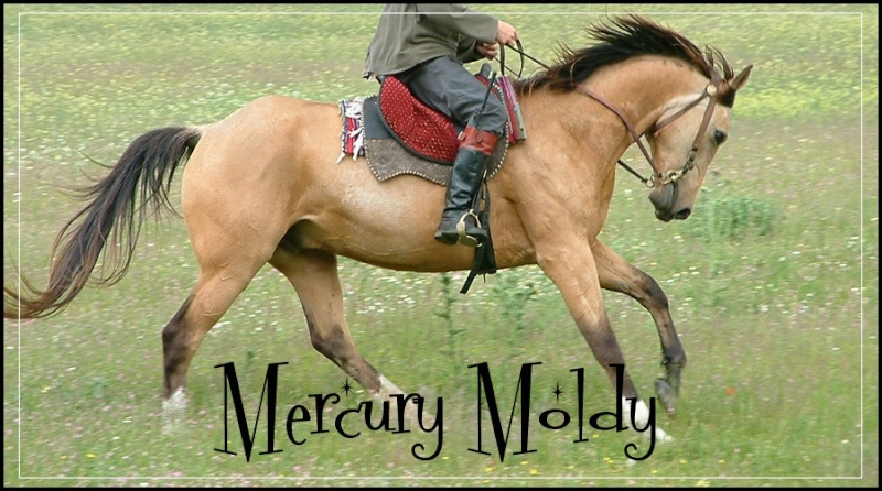 Mercury Moldy -Quarter Horse- 6000€ Quarte11
