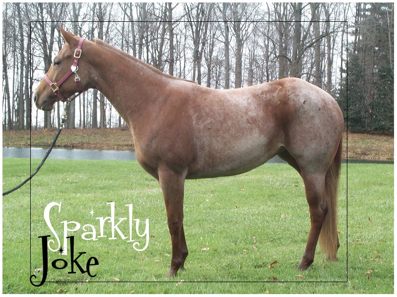 Sparkly Joke -Quarter Horse- 6000€ Quarte12