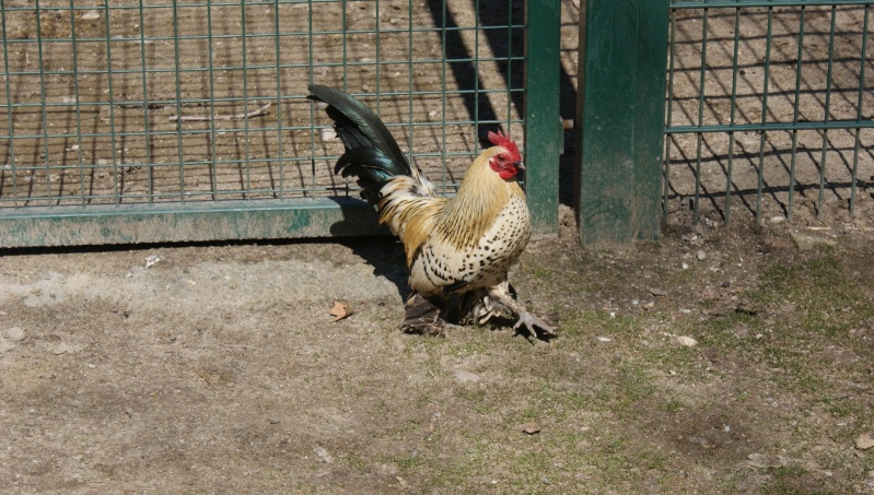 Le parc animalier Friedel d'Illkirch graffenstaden. Dsc07024