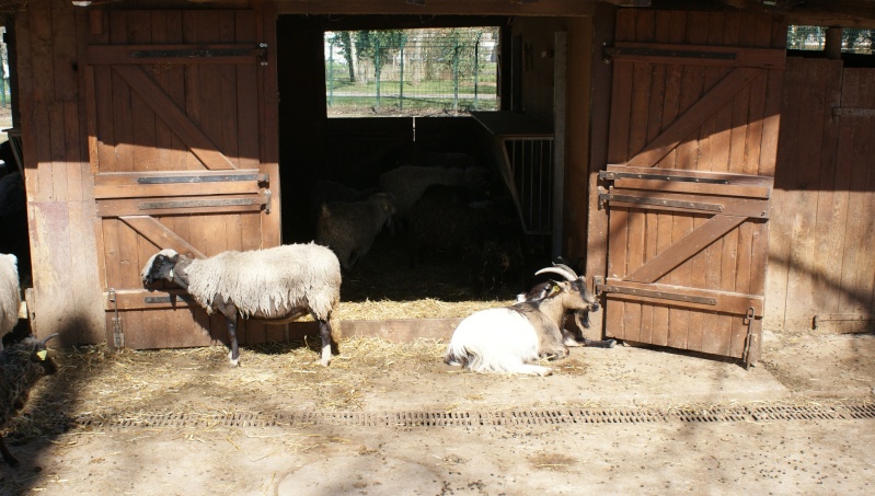 Le parc animalier Friedel d'Illkirch graffenstaden. Dsc07036