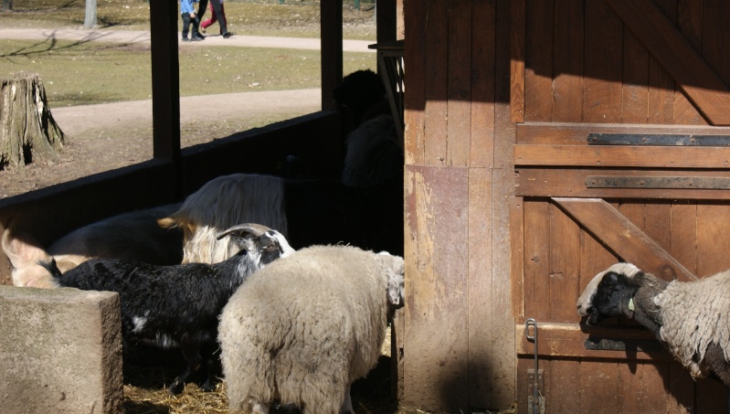 Le parc animalier Friedel d'Illkirch graffenstaden. Dsc07037