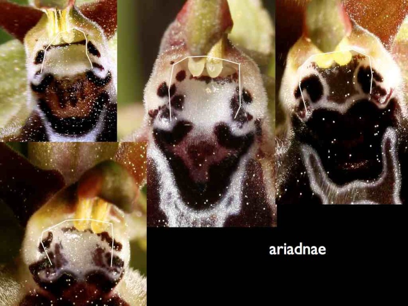 Cavité stigmatique d'un ophrys : largeur et hauteur Ariadn10