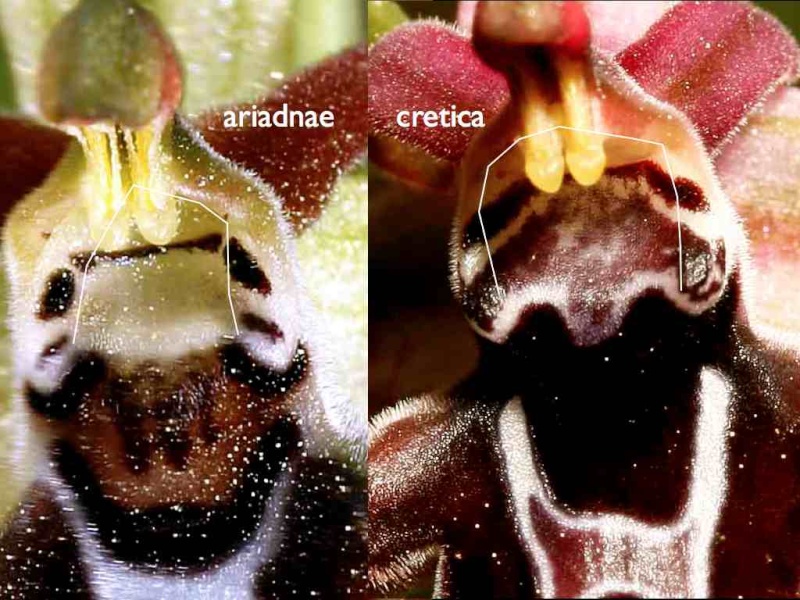 Cavité stigmatique d'un ophrys : largeur et hauteur Cret-a11