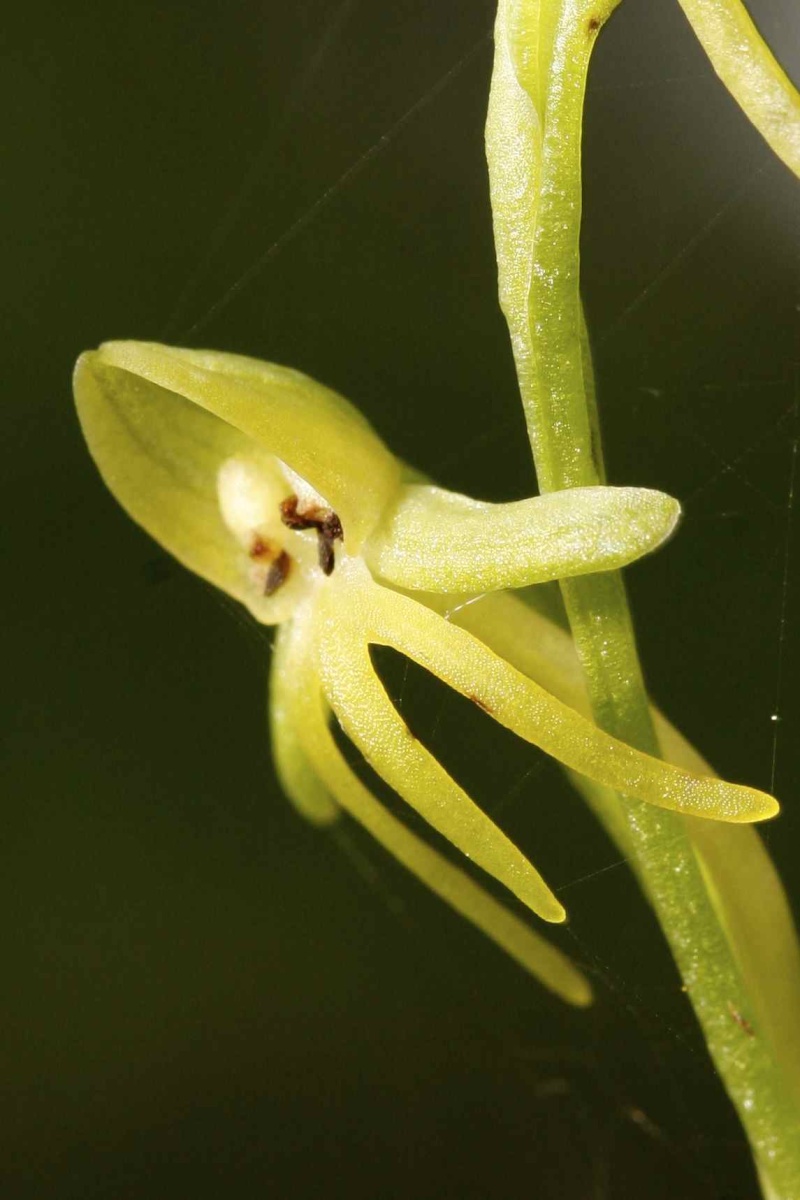 Habenaria tridactylites (Habenaria tridactyle) Val-ha16