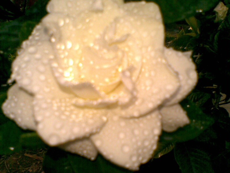 الجاردينيا نبتة ( شجيرة ) زهرها ولونها ورائحتها عطريه Sam_jb10
