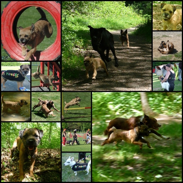 qui participe au trophee agility des régions ? - Page 2 Tropha10