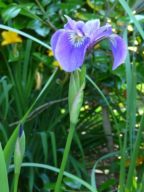 iris Iris010
