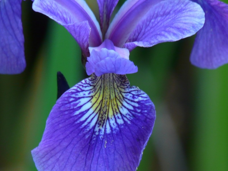 iris Iris310