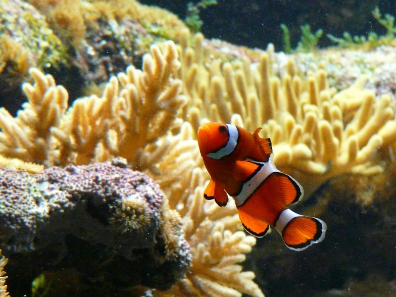némo Nemo110