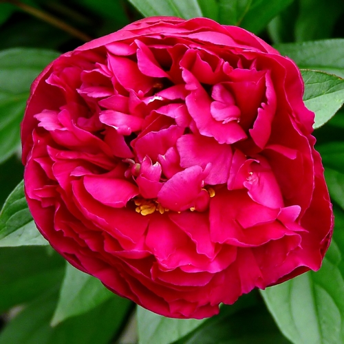 pivoine Pivoin12