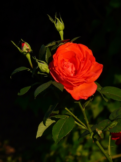 rose "orange" 2 Rose_o11