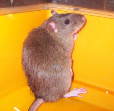 Urgent, plus de 50 rats suite à un sauvetage !!! - Page 6 000_0326