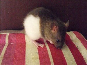 11 bébés rats (reste 1 mâle et 1 femelle) 86 Femell25