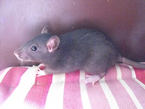 11 bébés rats (reste 1 mâle et 1 femelle) 86 Femell26