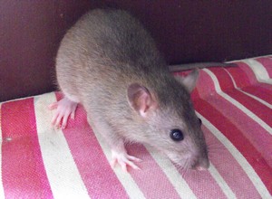 11 bébés rats (reste 1 mâle et 1 femelle) 86 Male_311