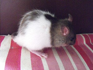 11 bébés rats (reste 1 mâle et 1 femelle) 86 Male_412