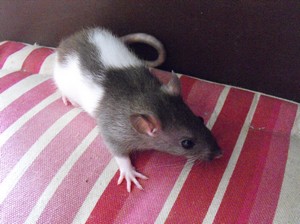 11 bébés rats (reste 1 mâle et 1 femelle) 86 Male_511