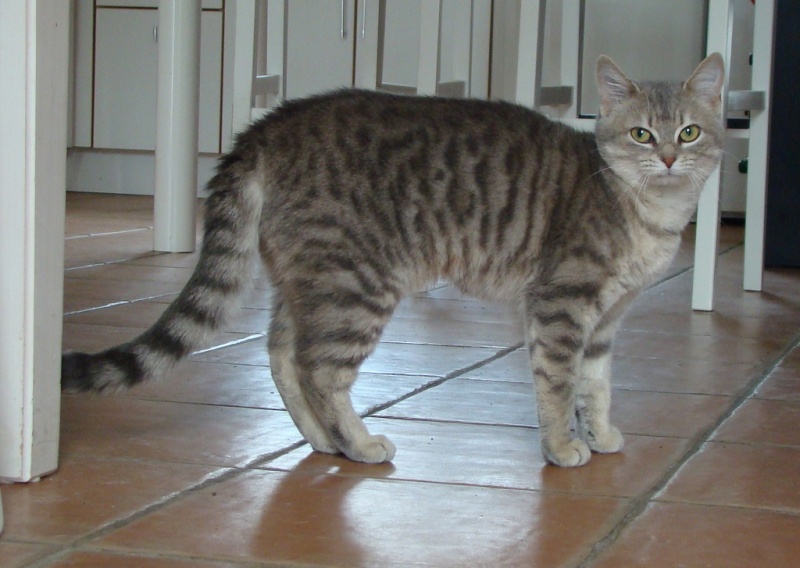 Framboise, chatte tigrée grise, née en février 2010 01210