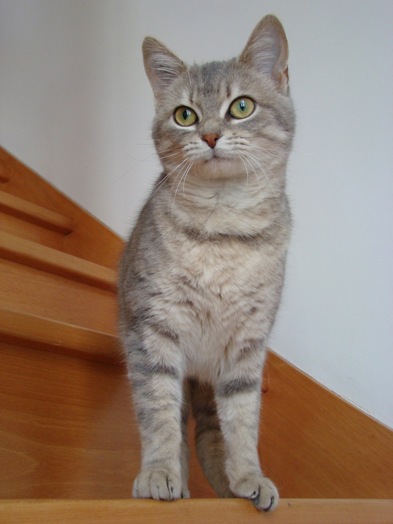 Framboise, chatte tigrée grise, née en février 2010 03111