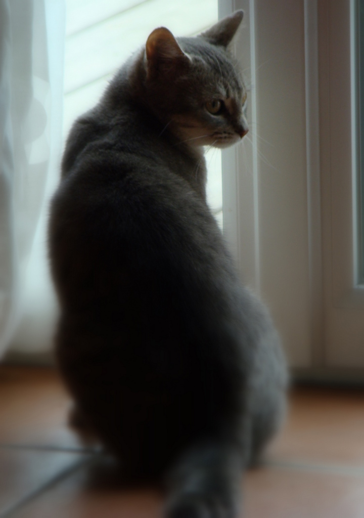 Framboise, chatte tigrée grise, née en février 2010 04410