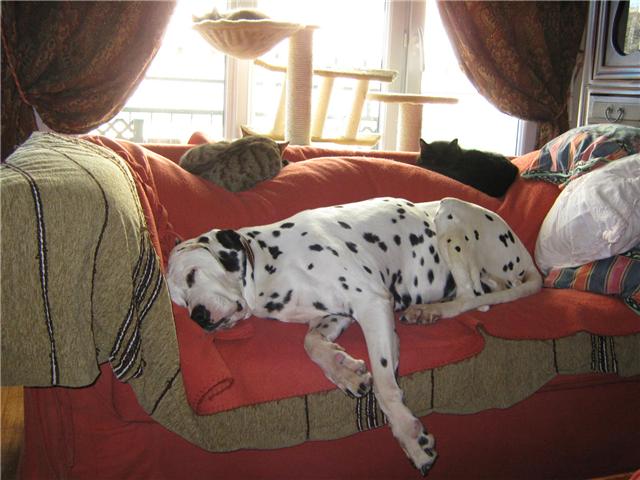 NADJA, dalmatienne de 12 ans, sauvée en partenariat avec DSF - Page 2 Nadja210