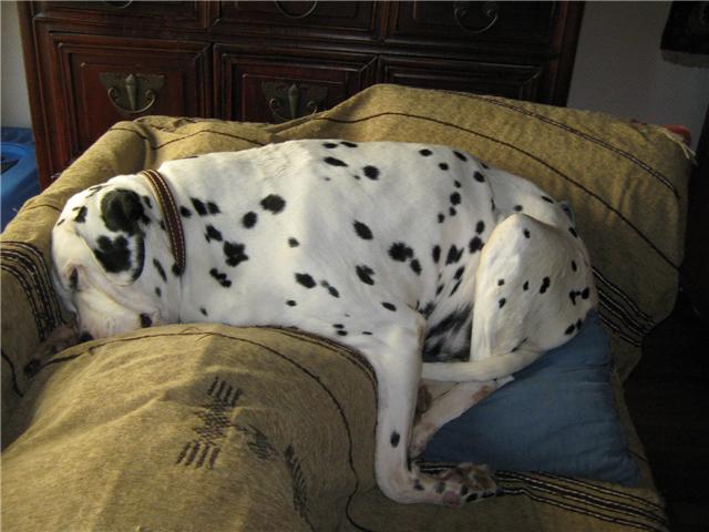 NADJA, dalmatienne de 12 ans, sauvée en partenariat avec DSF - Page 2 Nadja310