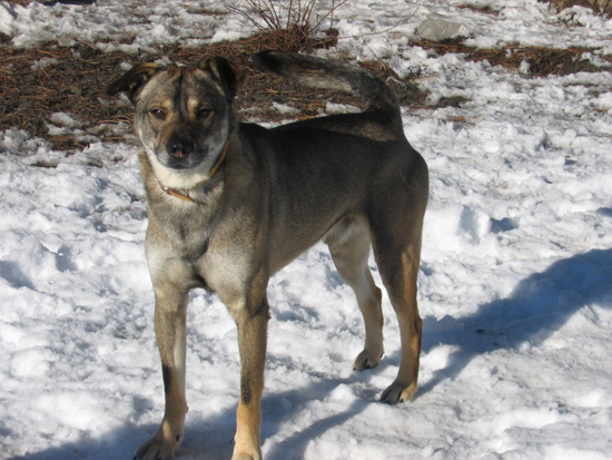 MALABAR et REGLISSE croisés Husky/Berger nés Septembre 2006 Reglis10