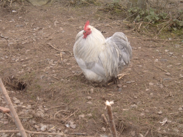 Bantam de Pékin gris perle Dscf4320