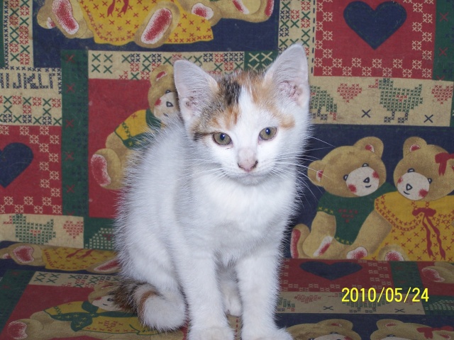 Finette p'tite chatte tricolore née le 19 mars 2010 100_4844