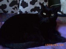 Shiffer, bombay abandonado en busca de hogar, + Leucemia, ADOPTADO!!!! Shiffe17