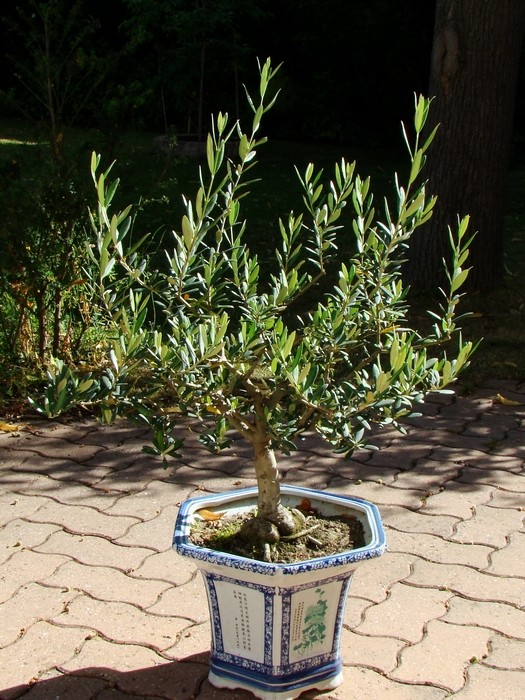 olivier en bonsai Bonsaa10