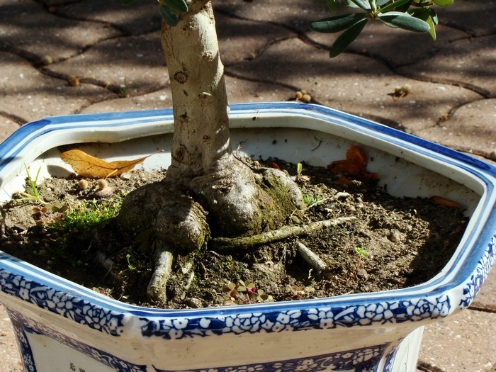 olivier en bonsai Bonsaa11