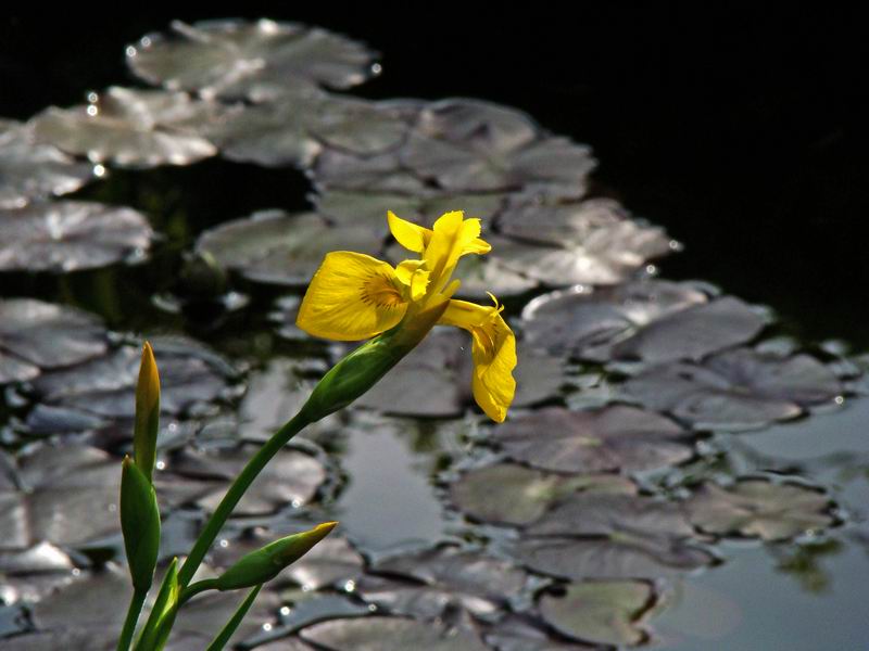Les iris d'eau sauvages de mon bassin Iris_s10