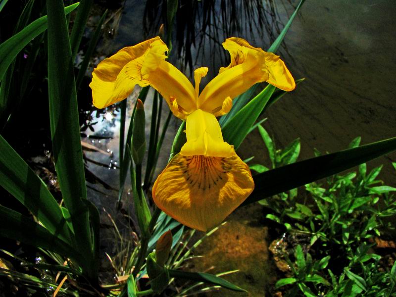 Les iris d'eau sauvages de mon bassin Iris_s11