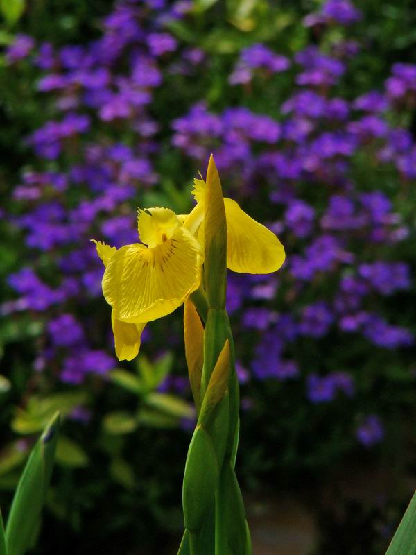 Les iris d'eau sauvages de mon bassin Iris_s12
