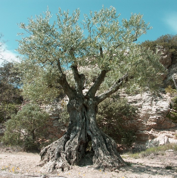 olivier en bonsai Olivie10