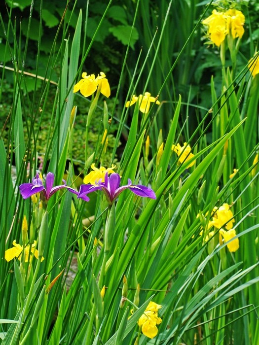 Quelle terre pour plantes aquatique Plante10