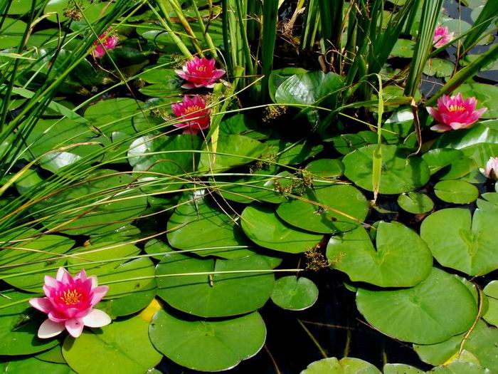 Quelle terre pour plantes aquatique Plante12