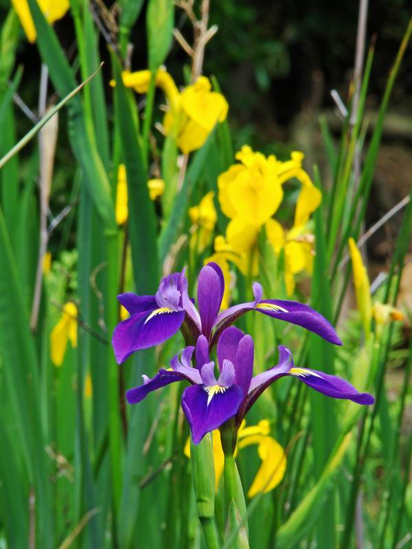 Les iris d'eau sauvages de mon bassin Plante29