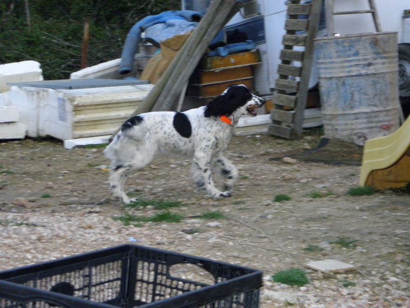 à mon tour ; les chiens-chiens de ces dames  P3220114