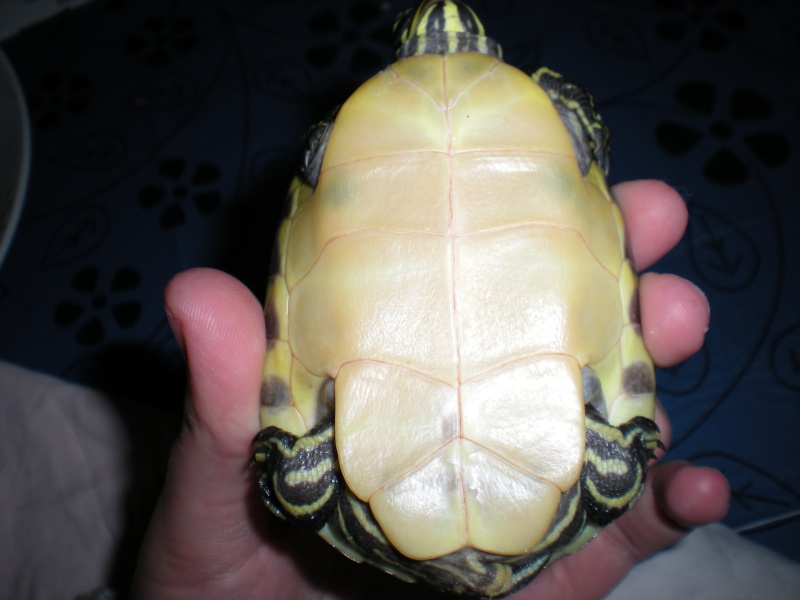 Inquietude pour mes tortues  Petite10