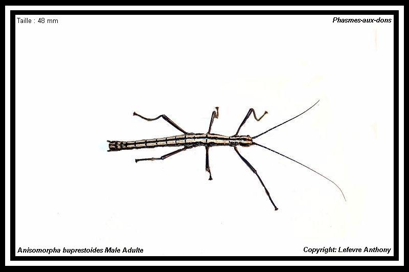 Anisomorpha buprestoides "ocala" (P.S.G n°12) Anisom15