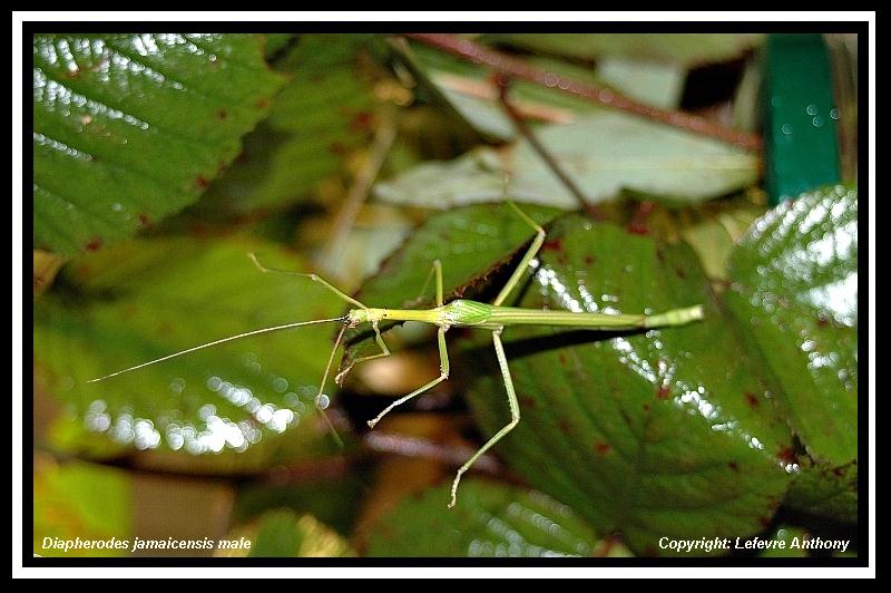 Haplopus jamaicensis (P.S.G n°214) Diaphe24