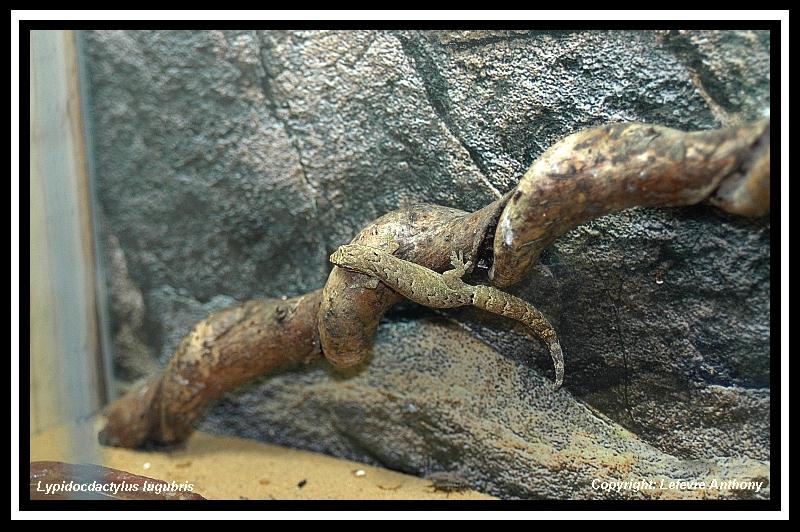 Lygodactylus (différentes espèces) Lypido10