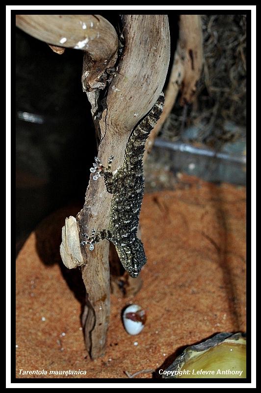 Lygodactylus (différentes espèces) Tarent11