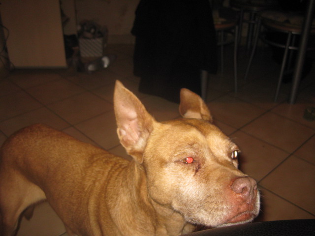 [CANIDES] OLGA, femelle xstaff red nose,12 ans GROS SOS HELP Img_3310