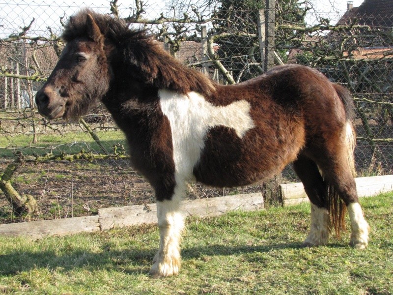 Gelinotte de l'Espoir - Ponette Shetland - née en 1992 (Princesse_67) 06_03_11