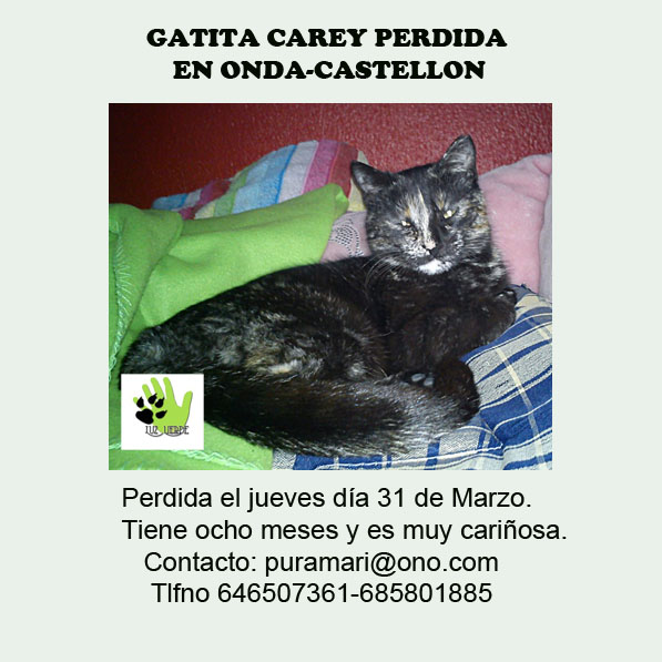 Jaspy,gatita carey de 8 meses perdida en Onda ( Castellón) Cartel19