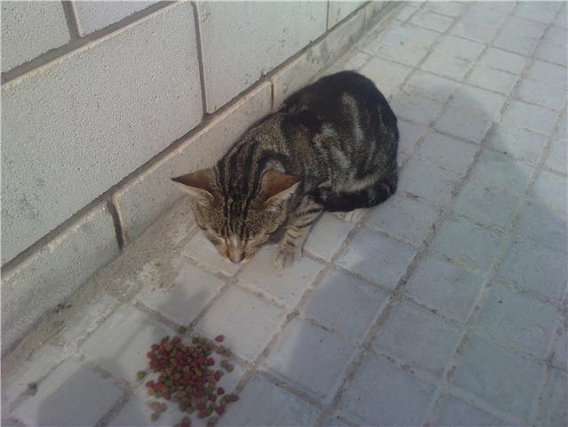 Penas gato extremadamente delgado en calle- Urge/Valencia Gatipe14