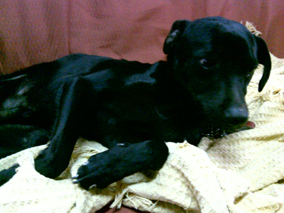 Rowen ratonero aún cachorro, tirado de un coche en Lliria Rowend10